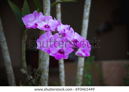 Background of flowers frame, Beautiful Purple  orchid flower for background.