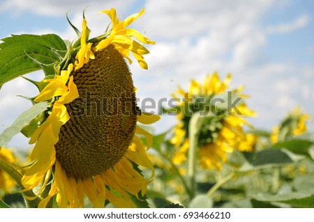 Sunflower field landscape closeup