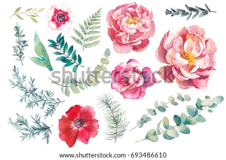 Hand painted floral elements set. Watercolor  illustration of anemone, peony, rose flowers and eucalyptus leaves. Natural objects isolated on white background