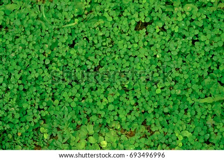 Green leaf background in forest. creative by natural with natural concept.