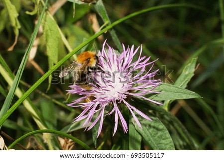Close-up view of a side view of a Caucasian fluffy field bumblebee Bombus pascuorum seated on a purple flower cornflower                               