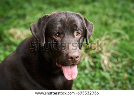 The labrador stuck out his tongue                               