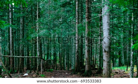 Forest, Durmitor, Montenegro