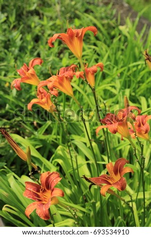 Selected focus image of lilly flowers outdoor