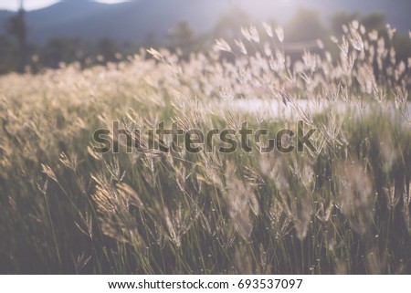 Beautiful nature landscape Alpine meadow, Grass closeup with sunbeams