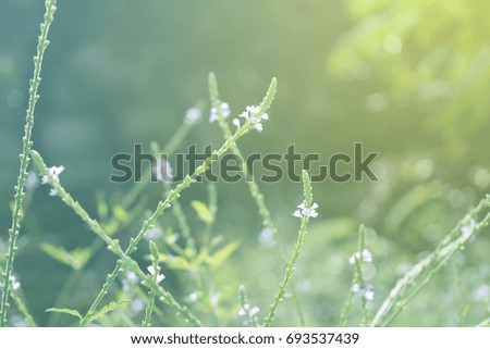 Spring or summer abstract season nature background with grass flowers and bokeh lights,Flowers grass blurred bokeh background vintage.
