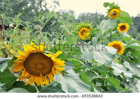 Many yellow sunflowers in garden. Selective focus. Floral summer background.