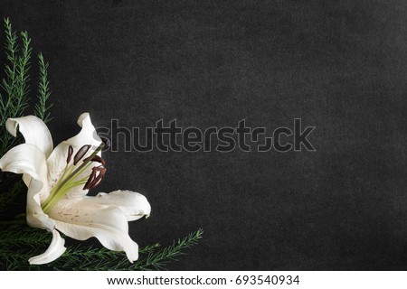 Lily flower on the dark background. Condolence card. Empty place for a text. Royalty-Free Stock Photo #693540934