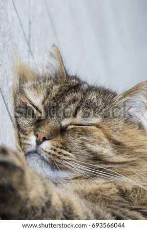 Adorable kitten in sleeping time, purebred siberian brown color