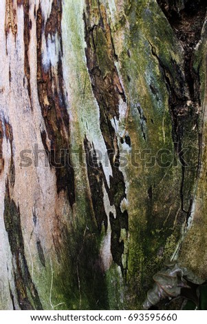 Texture of an old box elder wood