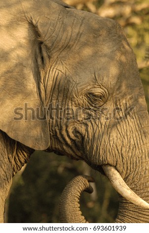 African elephant in semi-shade, South Africa