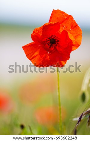 close-up of a red poppy