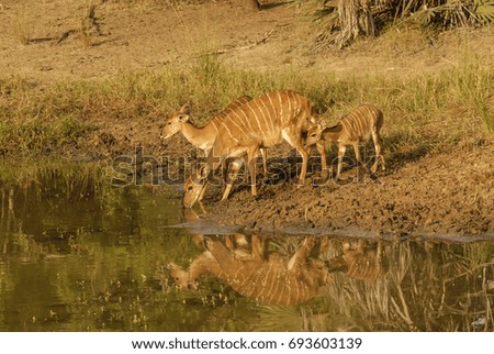 Nyala female buck and young drinking at watering hole, South Africa