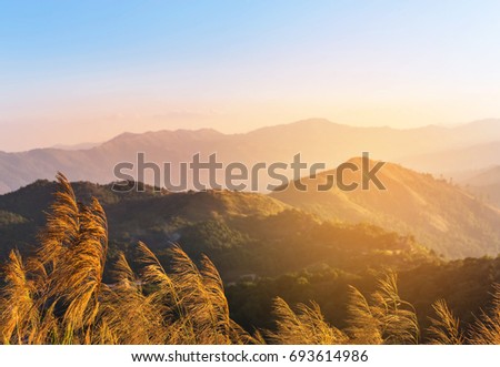 Close up tropical grass flowers in movement with the wind on top of  tropical rainforest mountain in sunset  