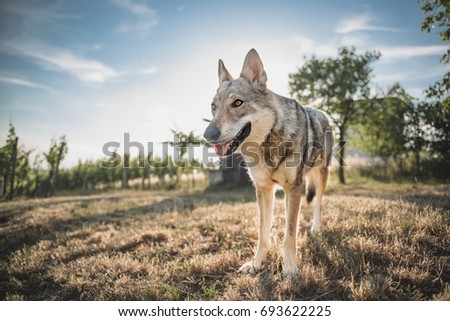 friendly looking wolf captured in the winery 