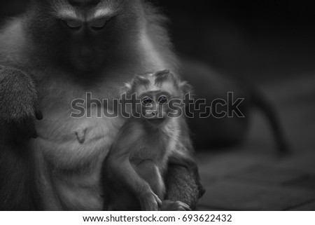 curious baby monkey 2
