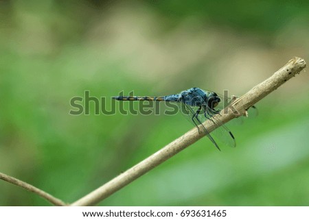 Close up of Blue dragonfly.