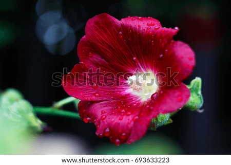 The red flower. Dew on a flower. Drops after the rain. Closeup.