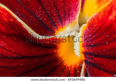 Flower petal texture