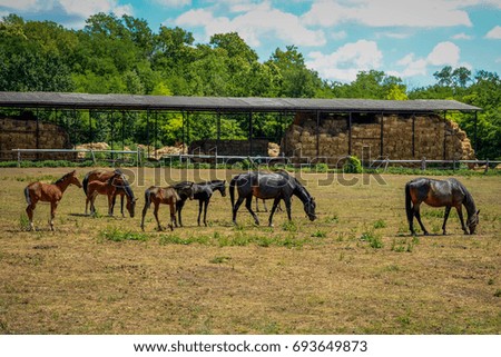 Horizontal image of a horse family.