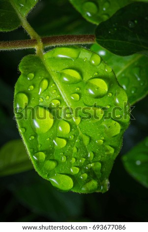 Leaves with water splash