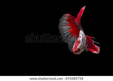 Silver-Red,Siamese fighting fish,Half Moon, on Black Background