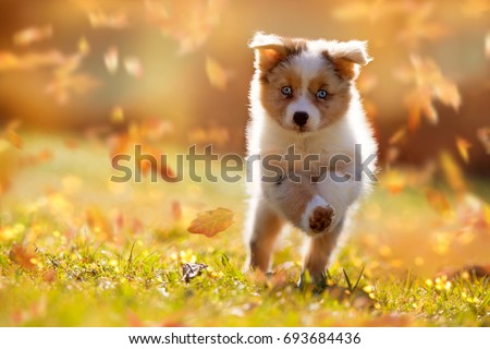 Dog, Australian Shepherd puppy jumping in autumn leaves over a meadow Royalty-Free Stock Photo #693684436