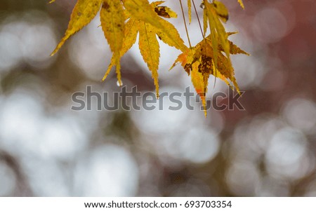 Beautiful Japanese Maple leaves with water drops on it in Autumn with soft blurred red green yellow bokeh background.