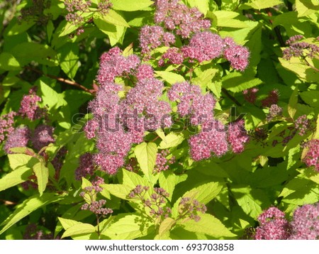 garden shrub with purple flowers