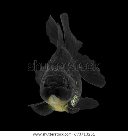 Black goldfish isolated on background