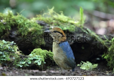 Schneider's Pitta (Hydrornis schneideri) in Mt.Kerinci, Sumatra, Indonesia Royalty-Free Stock Photo #693727123