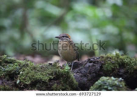 Schneider's Pitta (Hydrornis schneideri) in Mt.Kerinci, Sumatra, Indonesia Royalty-Free Stock Photo #693727129