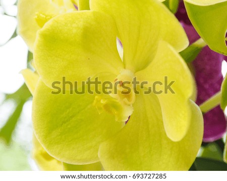 Yellow orchid are blooming, close up of orchid picture.
