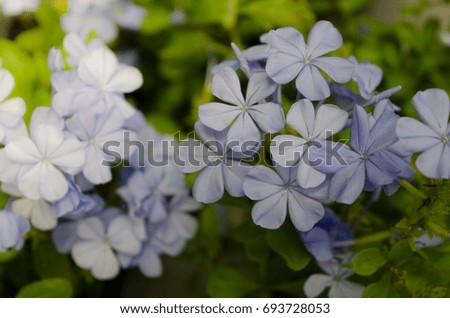 Beautiful blue flower image for nature background or nature wallpaper