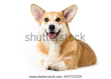 dog welsh corgi lying down on white background Royalty-Free Stock Photo #693737329