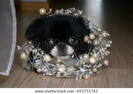 Little dog playing with a wedding accessory. Japanese Chin dog