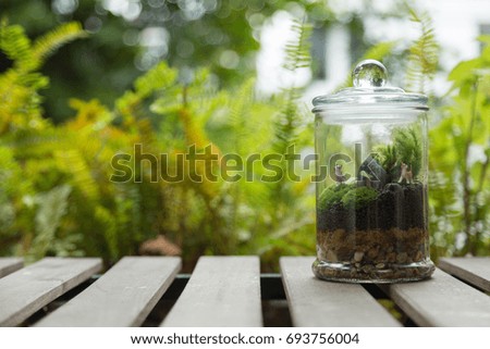 Terrarium in Glass Jar on Wooden Outdoor Table