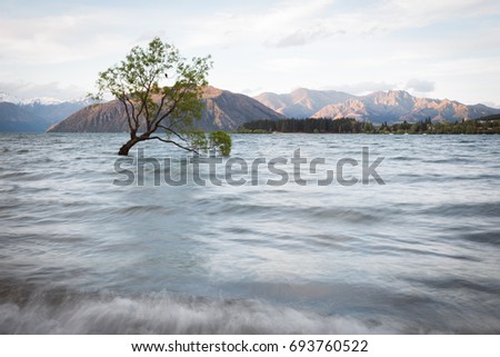 That Wanaka Tree in Lake Wanaka on the south island of New Zealand. 