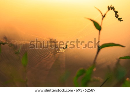 Spider silhouette on an orbital web, under warm bright sunset light