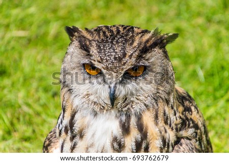Close up of Owl with background green grass blur.
