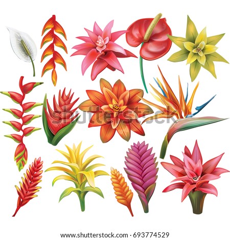 Set of Tropical Flowers Royalty-Free Stock Photo #693774529