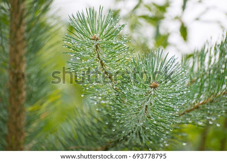 raindrops hanging on the pine branches