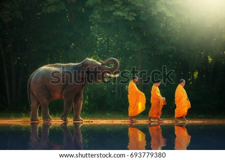 Thailand elephant walk behind monks or priests as a reflection of the shadow.