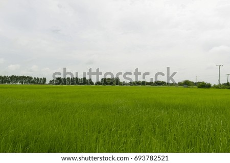 Green rice. Jasmine rice varieties Surin Province, Thailand