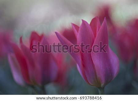 Tulip dance