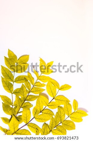 golden leaf with raindrops on white background  