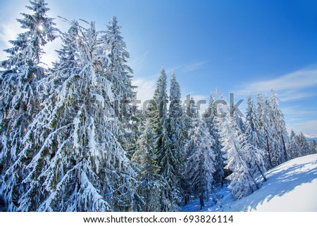 Winter landscape with snow covered trees, frozen fir-trees and pines in the snow, white spruces, picturesque wintry scene, location place Carpathian national park, Ukraine, Europe. Happy New Year!