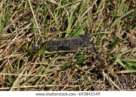 Grasshopper blending in with dry grass