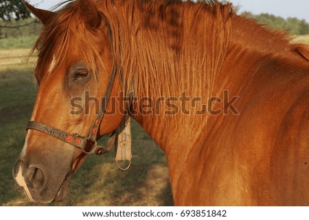   Portrait of a brown horse on the pasture                             