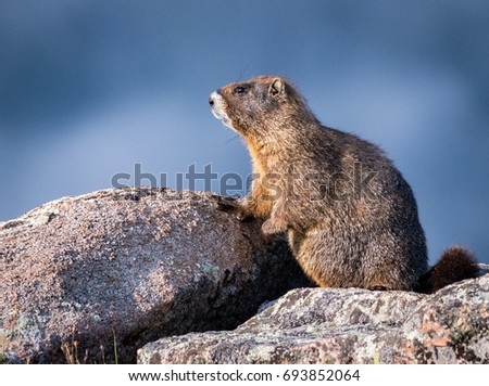 Marmot climbing rock